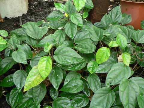 跡見群芳譜(外来植物譜 キンマ)